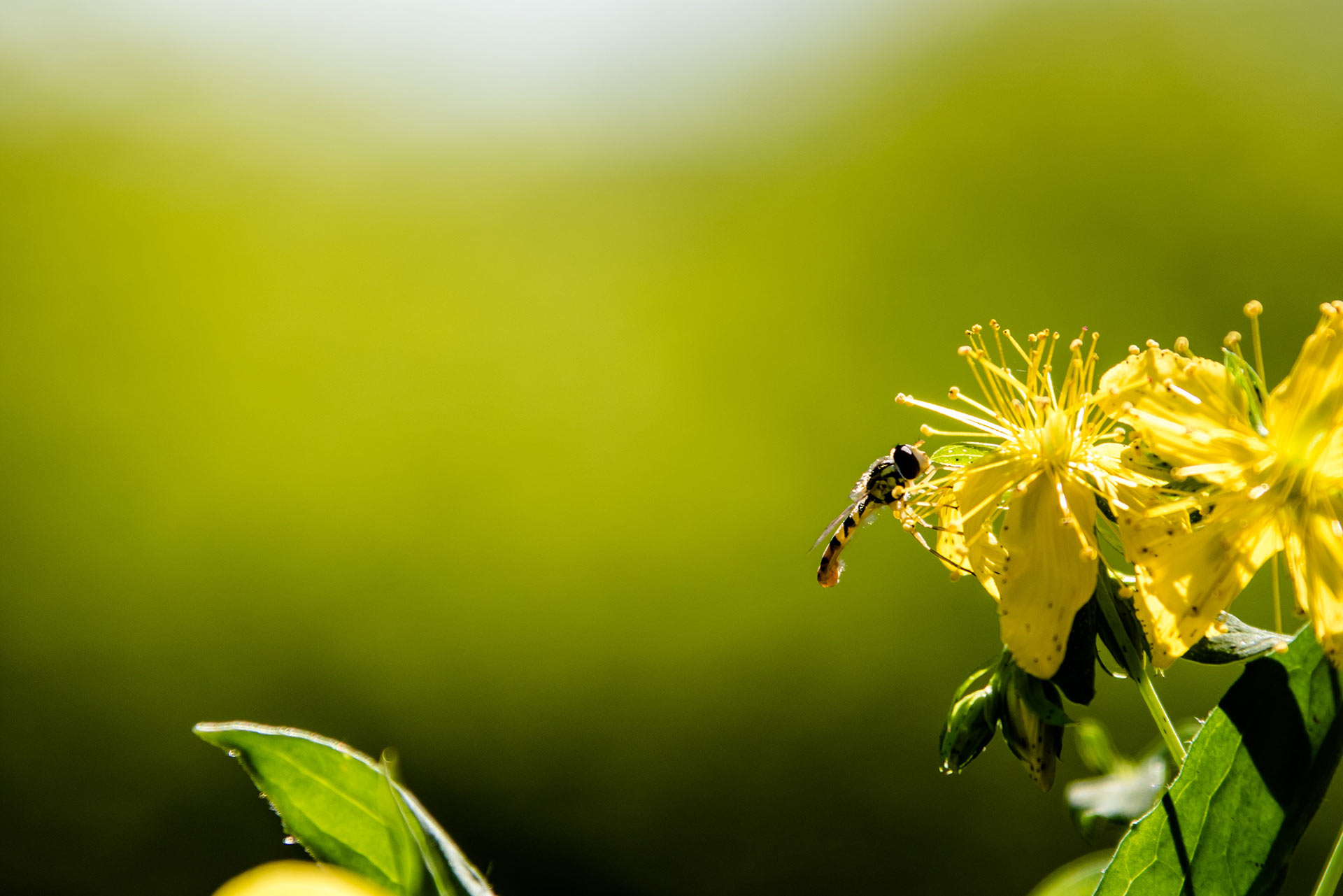 pollinator